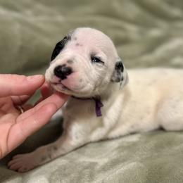 Flurry - White and black female Dalmatian puppy in Travelers Rest, South Carolina from Cotton Top