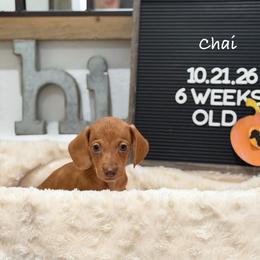 Chai - Red male Dachshund puppy in Goodyear, Arizona from AZ Low Life Doxies