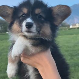 Deegz - Black and tan male Pembroke Welsh Corgi puppy in Benjamin, Utah from Nuna’s  Corgis