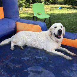 Golden Retrievers from Brownfield’s English Cream Golden Retrievers