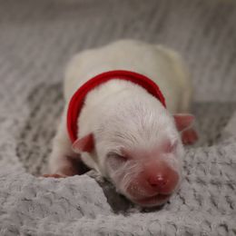 Tumbleweed - Red speckled male Australian Cattle Dog puppy in Tucson, Arizona from Socattleranch’s Corgi’s