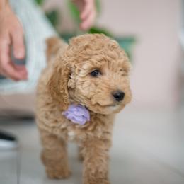 Goldendoodle Puppies from Dashing Doodle Pups