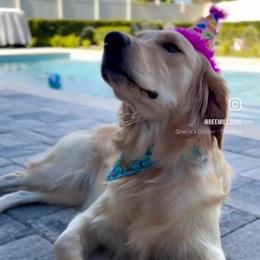 Maizie - Golden Retriever