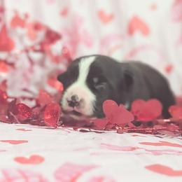 Flower - Black and white female Border Collie puppy in Raccoon, Kentucky from Skyline Border Collies
