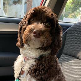 Sadie - Australian Labradoodle