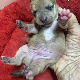 Boy 4 - Cream and white male Chihuahua puppy in Polo, Missouri from Blue Tails Farm