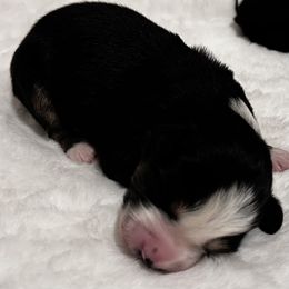 Hunter - Black tri male Miniature Australian Shepherd puppy in Visalia, California from Furrever.Mini.Aussies.llc