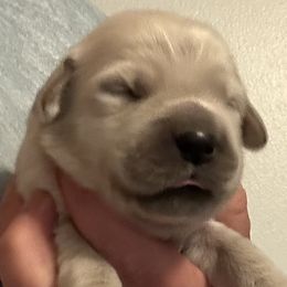 Girl 3 - female Golden Retriever puppy in Vienna, Maine from France Family Goldens