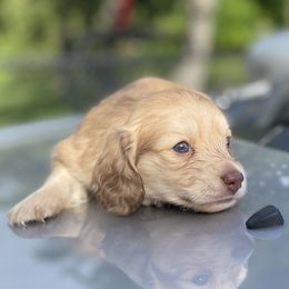 Dachshund Puppies from STORIED DOXIES