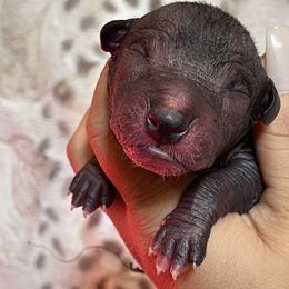 Tlilpotonqui - Black Xoloitzcuintli puppy in Victorville, California from Elegancia Vintage Xoloitzcuintle