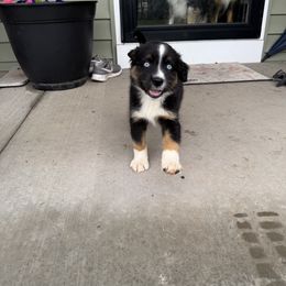 Fig - Black tri male Miniature Australian Shepherd puppy in Hedgesville, West Virginia from Wishing Tree Minis