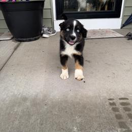 Fig - Black tri male Miniature Australian Shepherd puppy in Hedgesville, West Virginia from Wishing Tree Minis