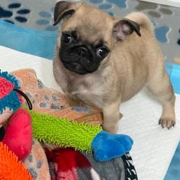 Mary - Fawn female Pug puppy in Olin, North Carolina from Piggy Pugs