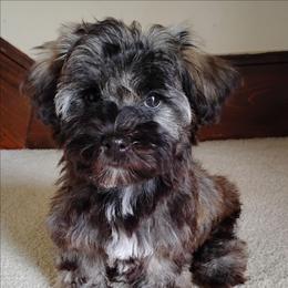 Buddy - Red sable male Havanese puppy in Kinston, North Carolina from Court Jester Havanese and Prissy Diva Russian Salon Dogs