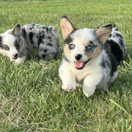 Lincoln - Gray and white male American Corgi puppy in Payson, Illinois from Creek Farm Corgis