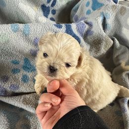AKC Jade - Cream male Pekingese puppy in Cumming, Georgia from Imperial Pekingese