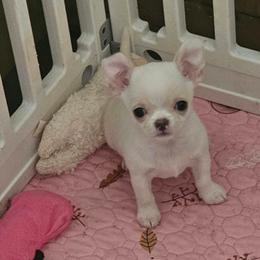 Radley - Cream and white male Chihuahua puppy in Joliet, Illinois from Chihuahua and frenchie favs
