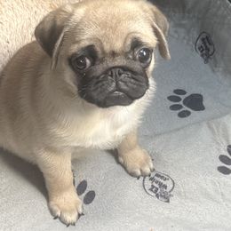 Pugs from Prices Pugs