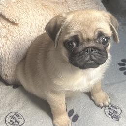 Pugs from Prices Pugs