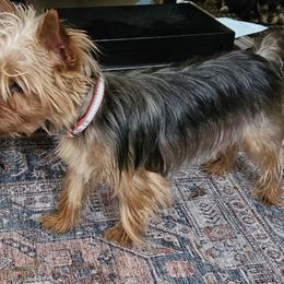 Bindi - Yorkshire Terrier