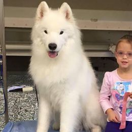 Samoyed All Grown Up from Saratoga Samoyeds