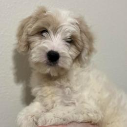 Mr Orange - Parti male Goldendoodle puppy in Nampa, Idaho from Farmhouse Goldens