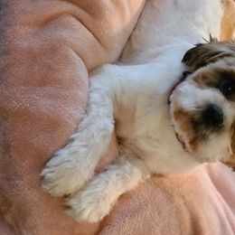 Cavapoos, Maltipoos, and Shihpoos from Cuddable Pups