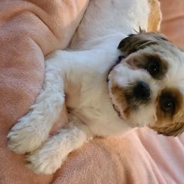 Cavapoos, Maltipoos, and Shihpoos from Cuddable Pups