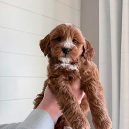 Willow - Red  female Goldendoodle puppy in New Lenox, Illinois from New Doods On The Block
