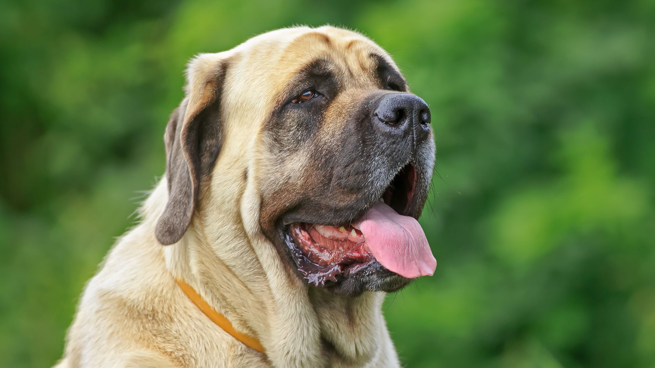 Purebred english best sale mastiff price