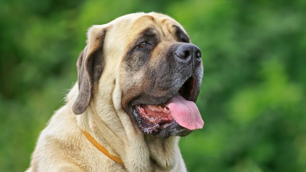 Find Mastiff puppies for sale near Culver City, CA