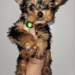 Green - Black and gold male Yorkshire Terrier puppy in Gilbert, Arizona from Yorkie Your Soulmate Puppy