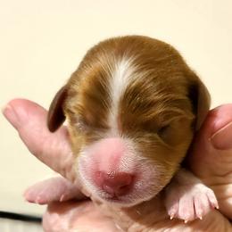 Kenny - Piebald male Dachshund puppy in Waynesboro, Tennessee from Owl Hollow Farm Miniature Dachshunds