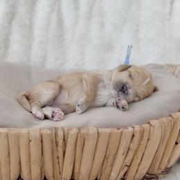Journey - Apricot female Cavapoo puppy in Arlington, Texas from Van Haselen Poodles and Doodles