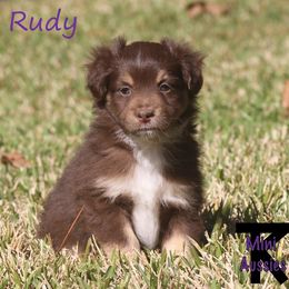 Miniature Australian Shepherd and Toy Australian Shepherd Puppies from TK Mini Aussies
