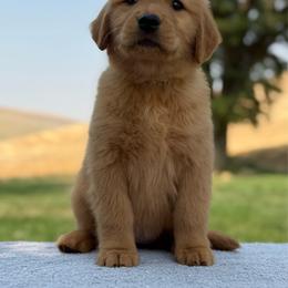 No Collar - Dark golden female Golden Retriever puppy in Touchet, Washington from Windust Kennels