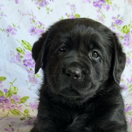 Valorie - Black female Labrador Retriever puppy in Myakka City, Florida from Crows Nest Labradors