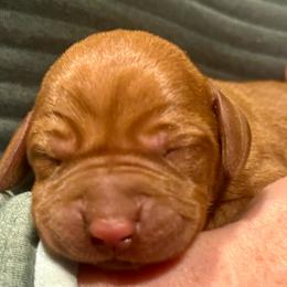Male 1 - Golden rust male Vizsla puppy in Windsor, Maine from Pleasant Ridge