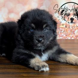 Deja Vu (1 blue eye 1 brown eye) - Black tri-color female Australian Shepherd puppy in Fultonville, New York from Sandy Aussies & Pomeranians
