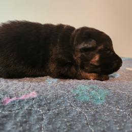 Girl 5 - Black and red female German Shepherd puppy in Longview, Washington from Bunkerhill Shepherds