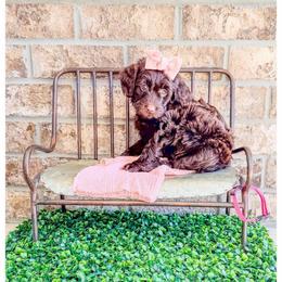 Ruby - Brown female Bernedoodle puppy in Lake City, Florida from 224 Doodles and Poodles