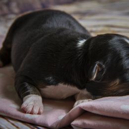 Miniature Australian Shepherd Puppies from Rocky Mountain Mini Aussies
