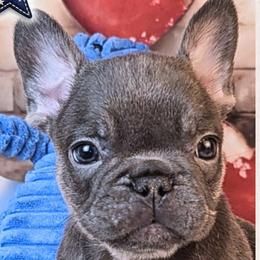 Boy 2 - Patriot - Blue male French Bulldog puppy in Elberton, Georgia from Ioney's Southern Paws Shelties, Frenchies, and Yorkies