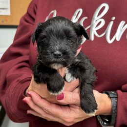 Olivia- lime green collar - Black female Miniature Schnauzer puppy in Oneonta, Alabama from Murphree Valley Kennels