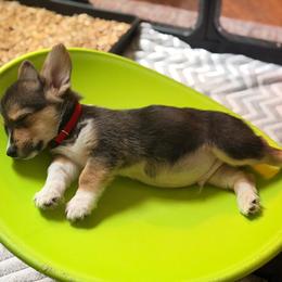 Alfred - Black and tan male Pembroke Welsh Corgi puppy in Snellville, Georgia from Laur's Classic Corgis