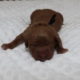 Black Male - Dark golden male Golden Retriever puppy in Norman, Oklahoma from Raised Right Pups