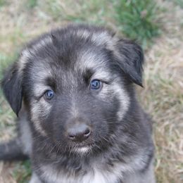 Shiloh Shepherd Puppies from Solace Shilohs
