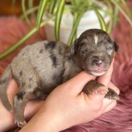 Cowboy Hat - Blue merle male Aussiedoodle puppy in Lancaster, Minnesota from Finney Ranch