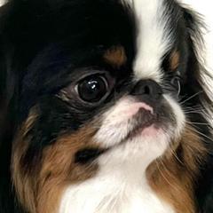 Tennessee - Japanese Chin