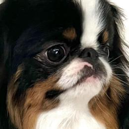 Tennessee - Japanese Chin